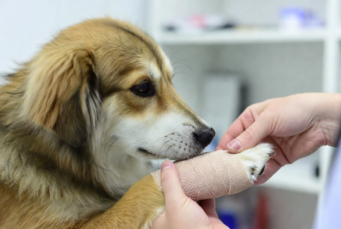Die Entwicklung der selbsthaftenden Bandage mit Bittergeschmack für Haustiere